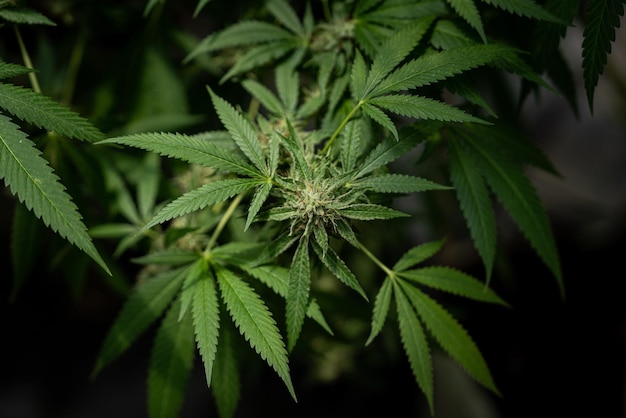 Close up photo of marijuana plants at indoor cannabis farm field Hemp plants used for CBD and health