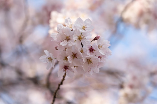 写真 桜のクローズアップ写真