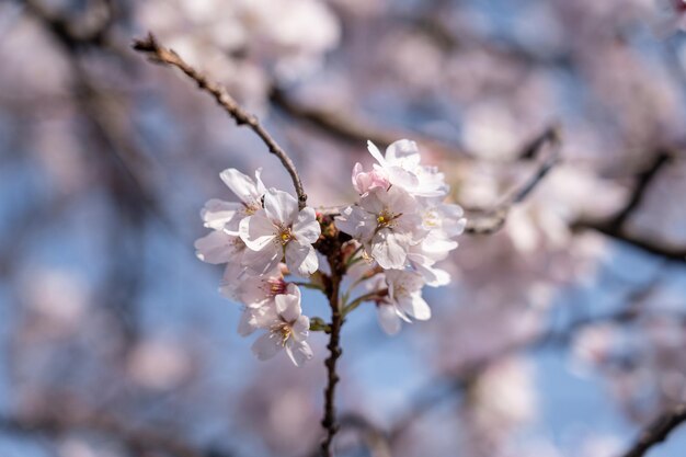 Фото Крупным планом фото цветущей сакуры
