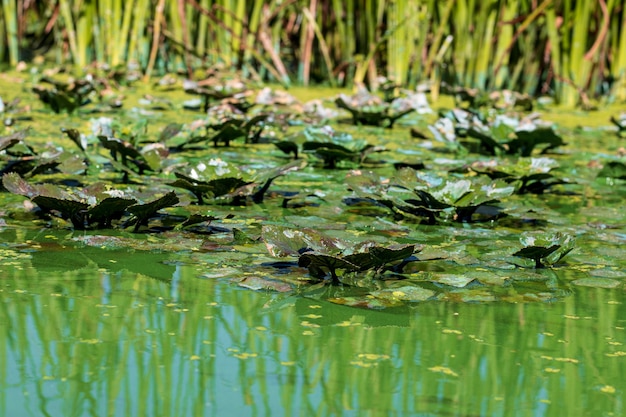 Крупным планом фото болота, листья на зеленой воде