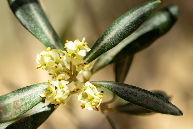 Foto foto ravvicinata del fiore d'oliva