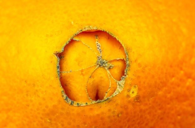 Foto close up foto di buccia d'arancia texture. arance frutta matura sfondo, vista macro.