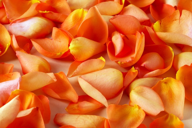 Photo close up photo of orange rose petals