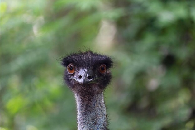 Photo close-up photo of an ostrich in a zoo