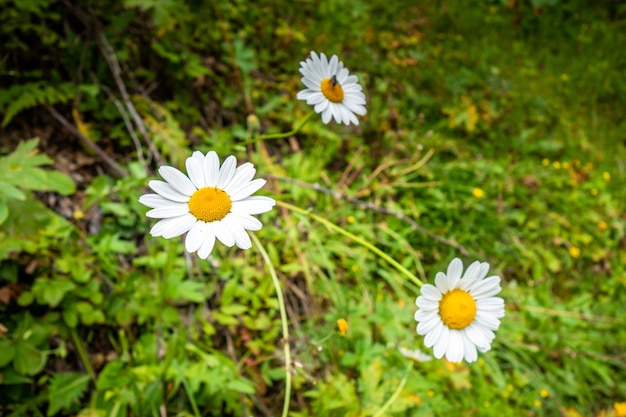 Close-up photo of a oxeye daisy in a field