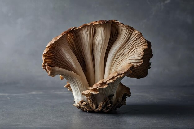 Close up photo of oyster mushroom on grey background