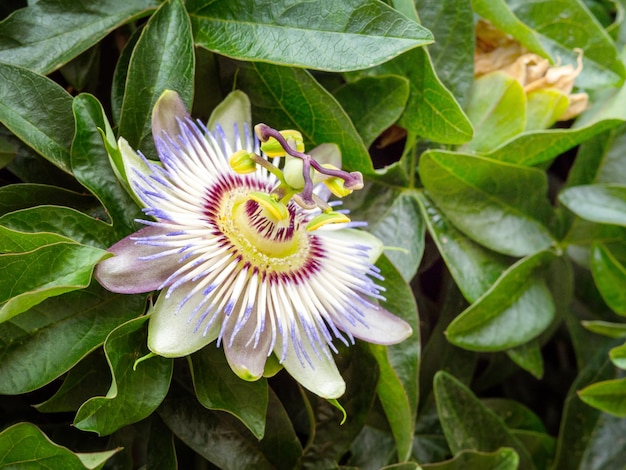 나뭇가지에 있는 Passiflora caerulea의 클로즈업 사진