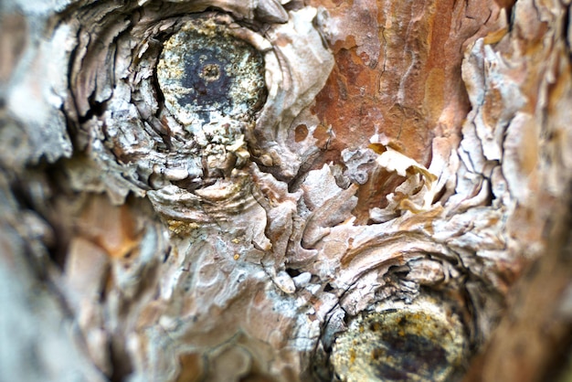 Foto primo piano foto di un tronco di pino corteccia e nodo di legno