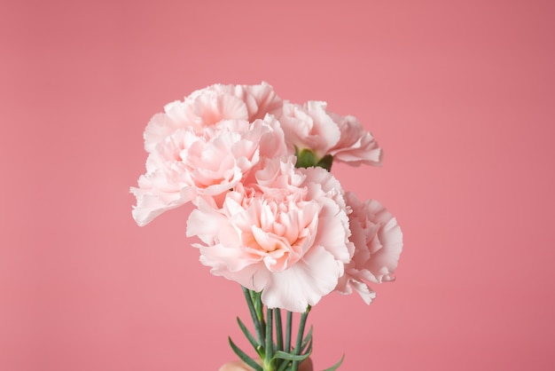 고립 된 핑크 카네이션 꽃다발의 사진을 닫습니다