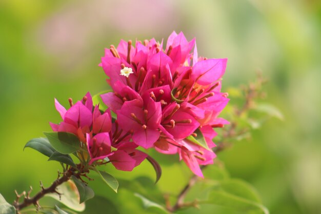 Close up photo of purple bougainvillea flowers
