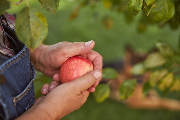 Close-up photo of a red apple being held in hands of a gardener