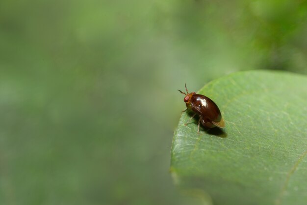 Close up photo of red cucurbit leaf beetle on leaf