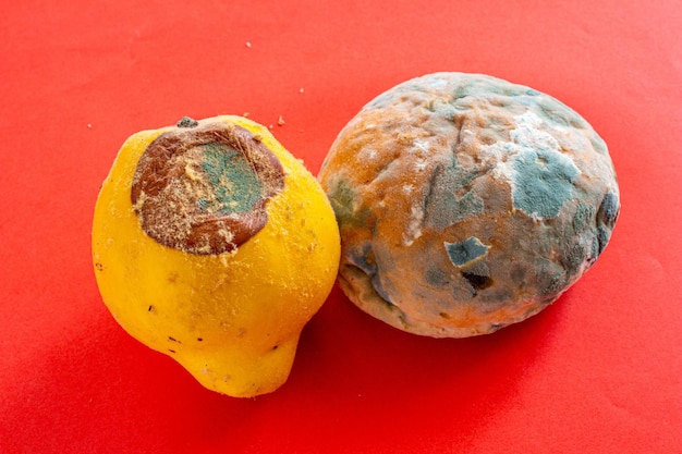 Close up photo of rotten quince fruit