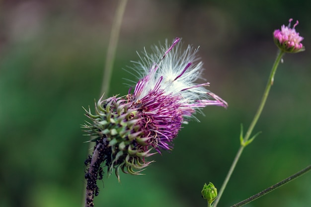 A close up photo of a Silybum marianum