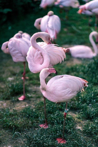 Photo close up photo of sleeping flamingos