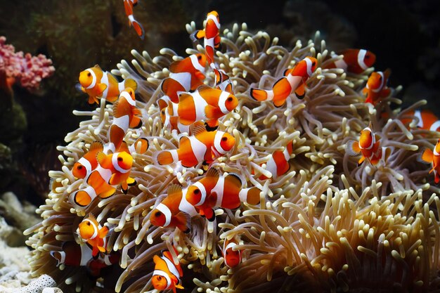 Foto foto ravvicinata dei piccoli pesci carini e dei bellissimi colori della barriera corallina