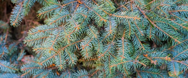 Close up photo of spruce tree branches natural textured background