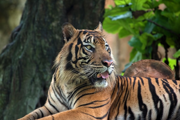 Foto ravvicinata di una tigre di sumatra