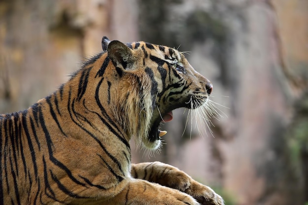 Крупным планом фото суматранского тигра
