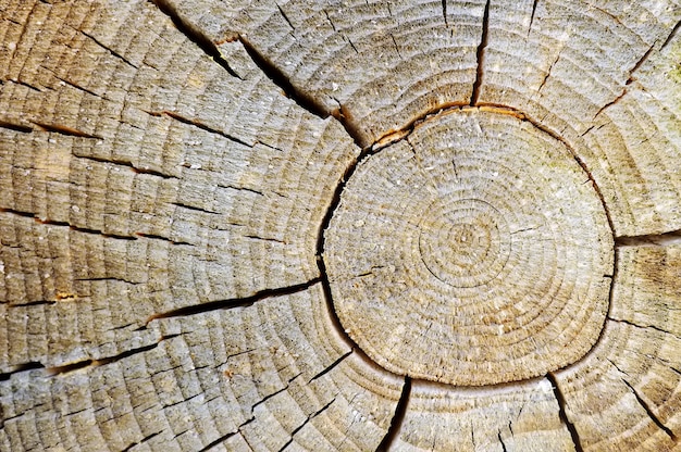 Close-up photo of texture background of old wood with rings and cracks