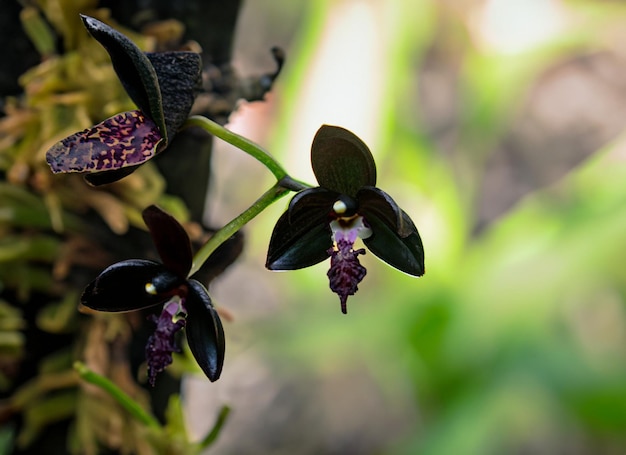 close up photo of tiny black orchid in the forest