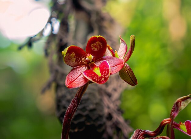 Photo close up photo of tiny red forest orchid