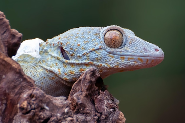 Крупный план токайского геккона (Gekko gecko)