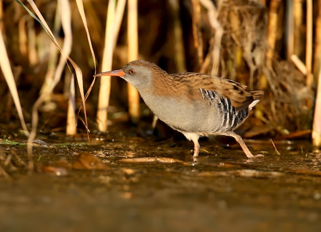 Close up photo of water rail in natural habitat with soft morning light