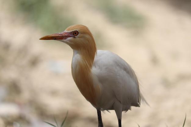 close up photo of white heron on a outdoor A white bird with a red eye and a yellow beak