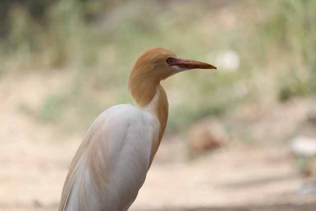 close up photo of white heron on a outdoor A white bird with a red eye and a yellow beak