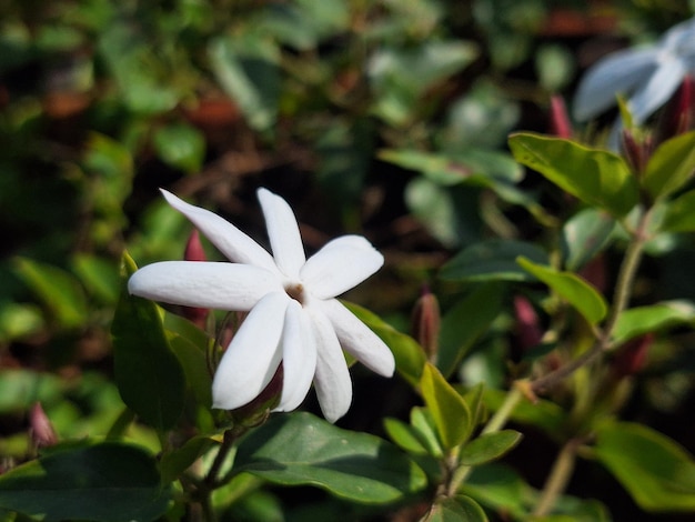 Close up photo of a white jasmine