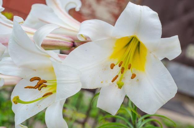 Close up photo of white lily flowers