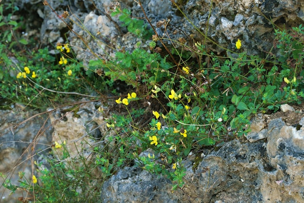 岩が多い山腹に生える野生の花のクローズ アップ写真