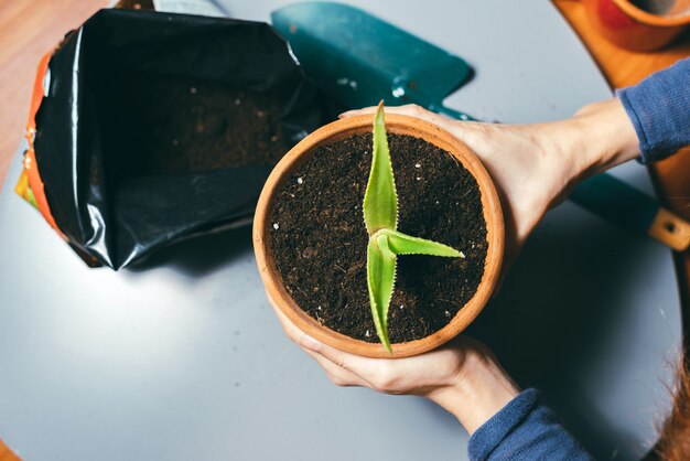 Close up photo of woman holding flower pot with fresh soil, gardening concept. Take care of plants