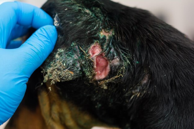 Close-up photo of a wound in dog