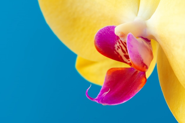 Close up photo of yellow blooming orchid branch