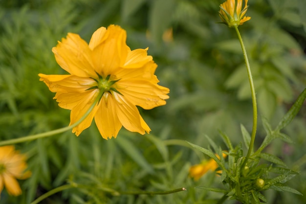 春の季節に黄色いコスモスの花の写真をクローズ アップ。