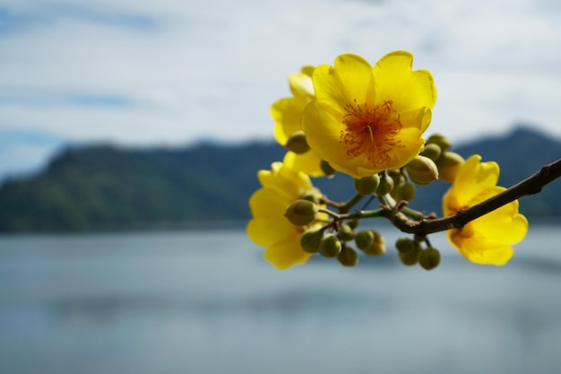 Close up photo of Yellow cotton, Silk Cotton Tree