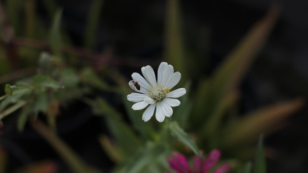 Close up photo of zinnia flower or kembang kertas or bunga kertas