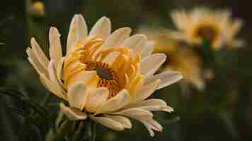 Photo a close up photograph of a beautiful hamomile flower with delicate petals unfolding to reveal a ri