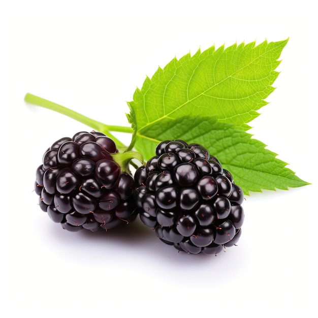 Close up photograph Boysenberry with leaf isolated on white