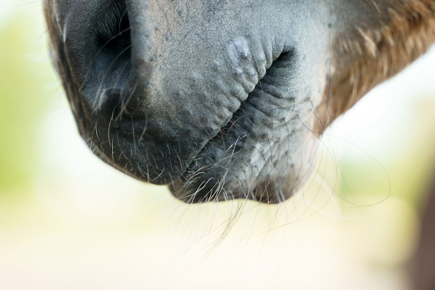 Close up photograph of a foal's nose, nostrils and mouth