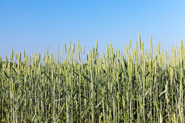 Close up photographed agricultural field on which grows green unripe rye. In the background a blue sky