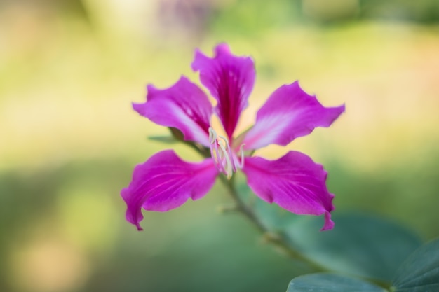 클로즈업 사진 Bauhinia purpurea Bokeh 배경