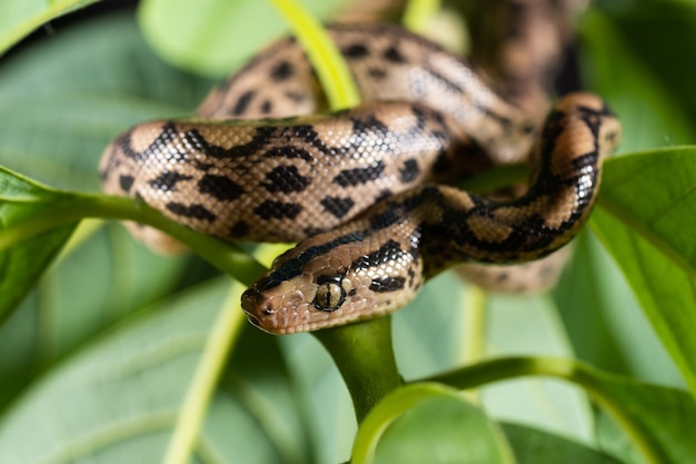 Chiudere la fotografia di un serpente esotico su un ramo di un albero.