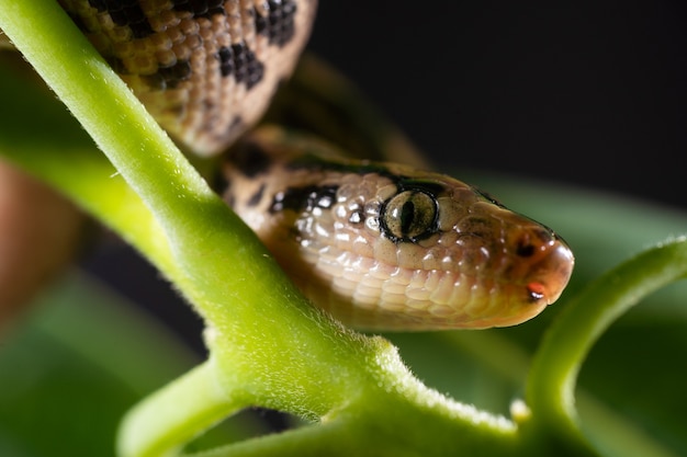 Chiudere la fotografia di un serpente esotico su un ramo di un albero.