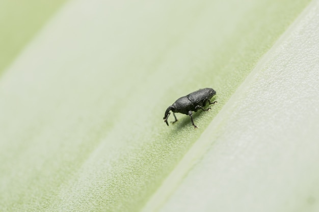 Close up photos, black weevil