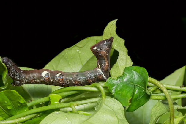 Close up photos of brown caterpillars