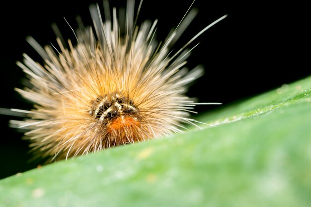 Close up photos of caterpillars