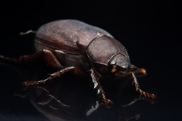 Photo close up photos cockchafer